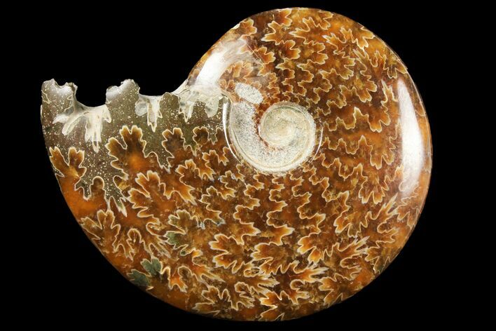 Polished, Agatized Ammonite (Cleoniceras) - Madagascar #97295